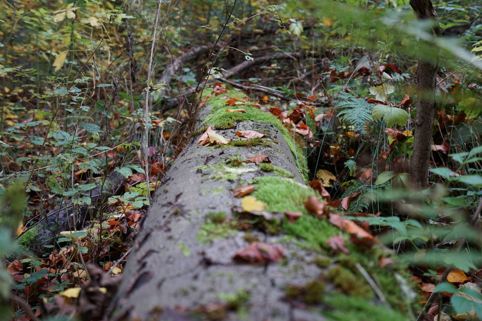 Waldspaziergang mit Pilzsuche