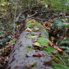 Waldspaziergang mit Pilzsuche