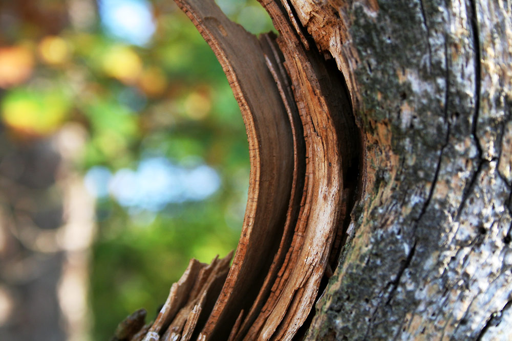 Waldspaziergang mit Schutzengel