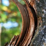 Waldspaziergang mit Schutzengel