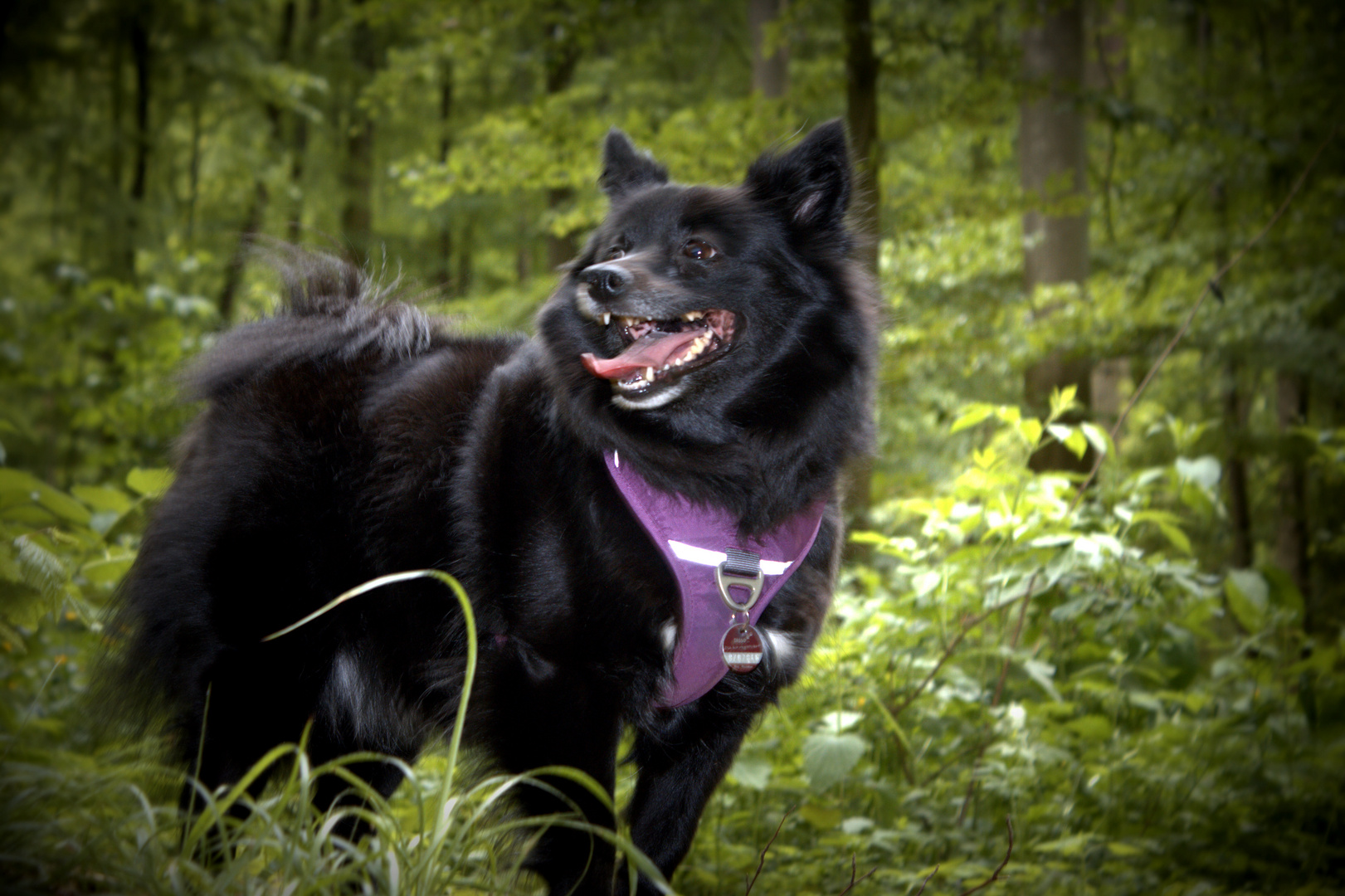 Waldspaziergang mit Tinka