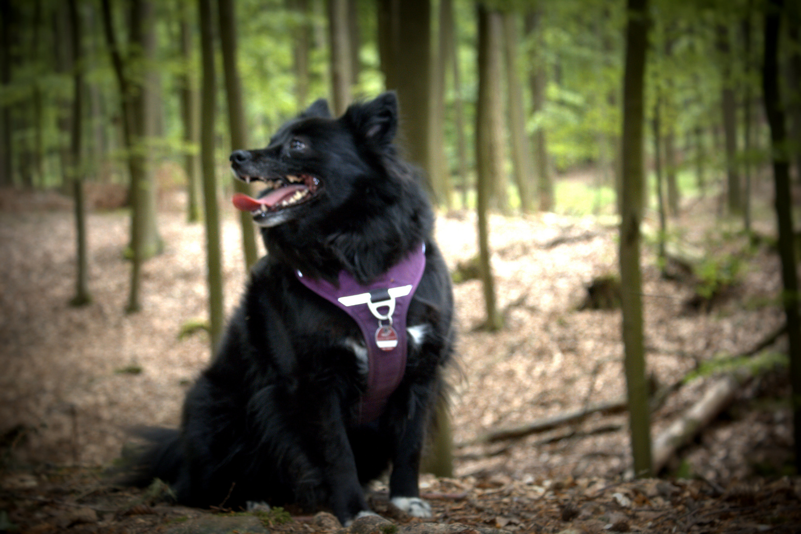 Waldspaziergang mit Tinka