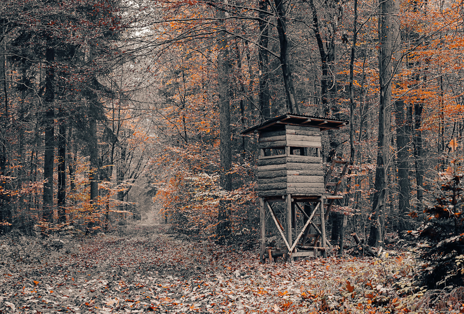 Waldspaziergang ... nach meiner Art