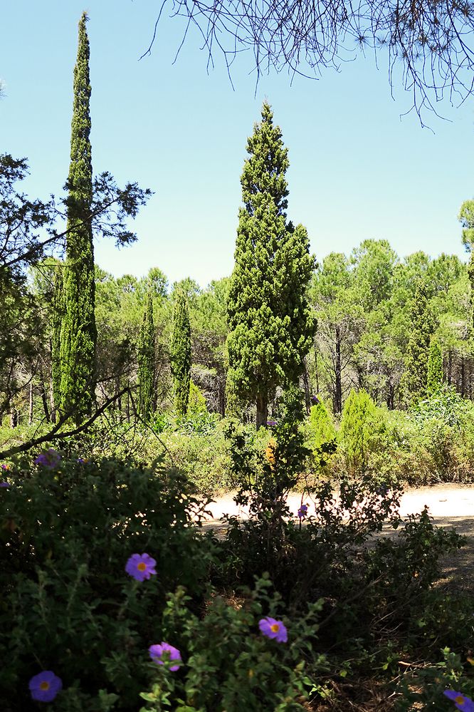 Waldspaziergang / Passeggiata nel bosco (3)