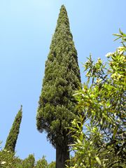 Waldspaziergang / Passeggiata nel bosco (4)