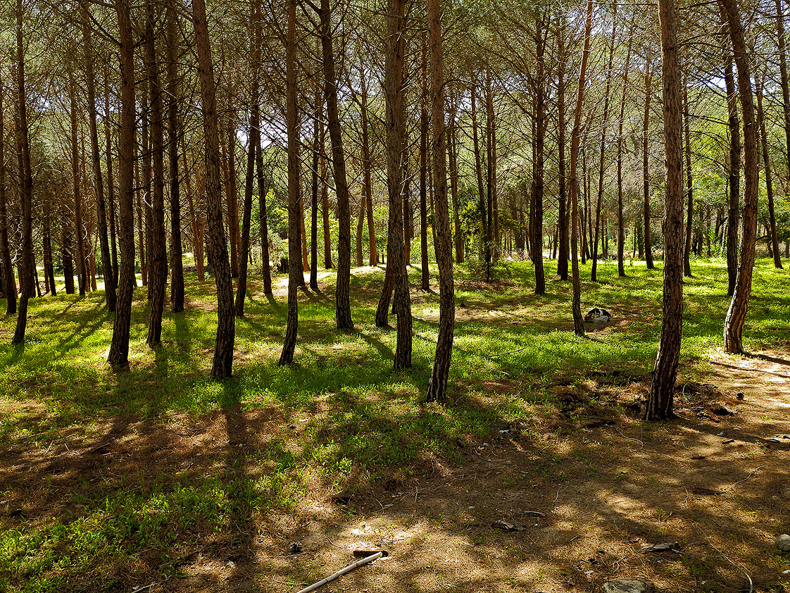 Waldspaziergang / Passeggiata nel bosco (5)