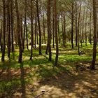 Waldspaziergang / Passeggiata nel bosco (5)