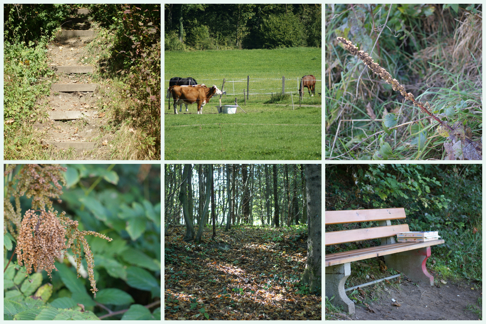 Waldspaziergang +Pizzaschachteln