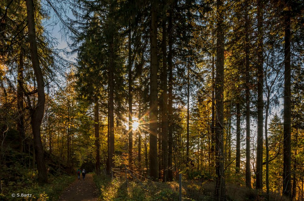 Waldspaziergang Pöhlberg  (3)