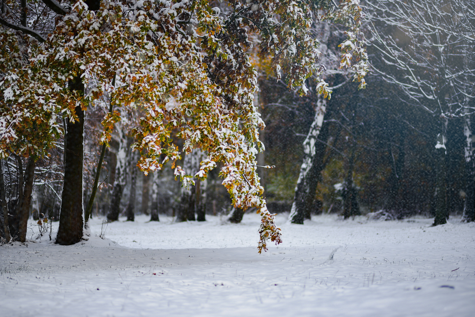 Waldspaziergang Winterimpression