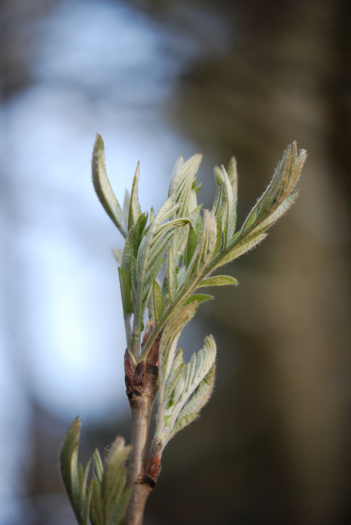 Waldspaziergang zwei