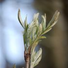 Waldspaziergang zwei