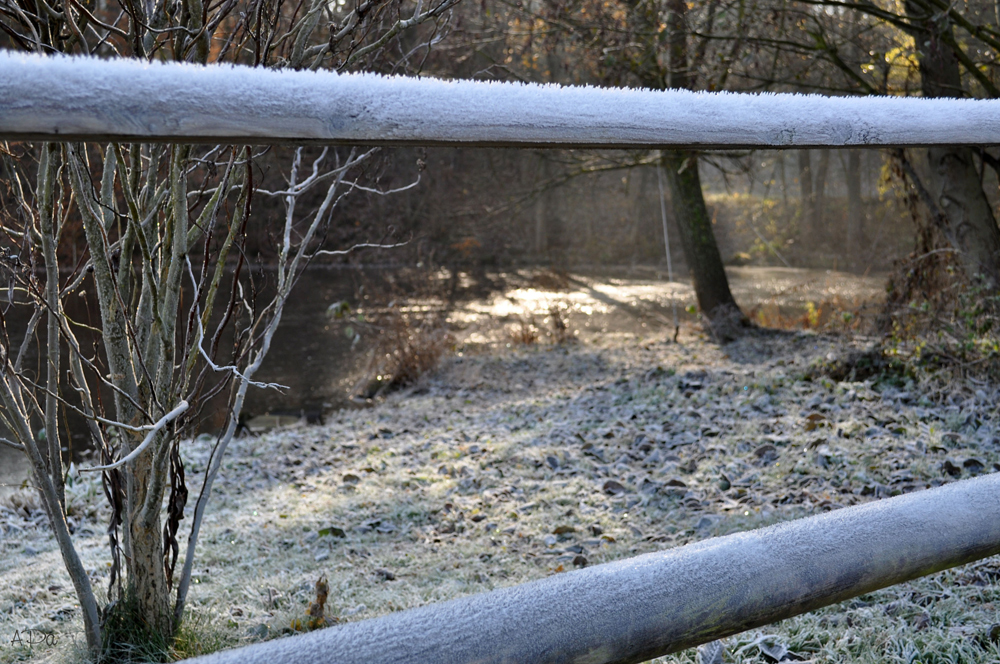 Waldspaziergang...(3)