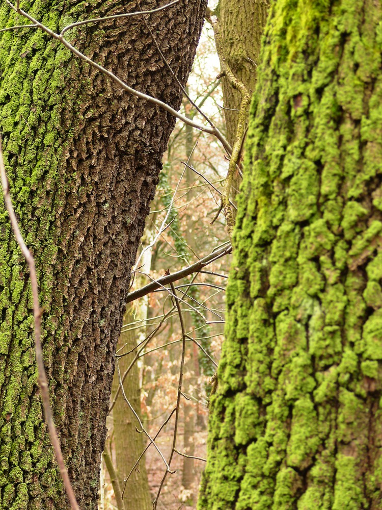 Waldspaziergang3. Oder: Es wird wärmer!