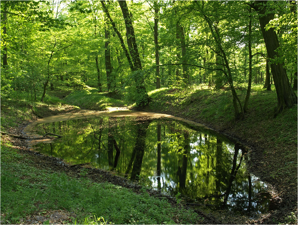 Waldspiegel