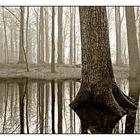 Waldspiegelsee