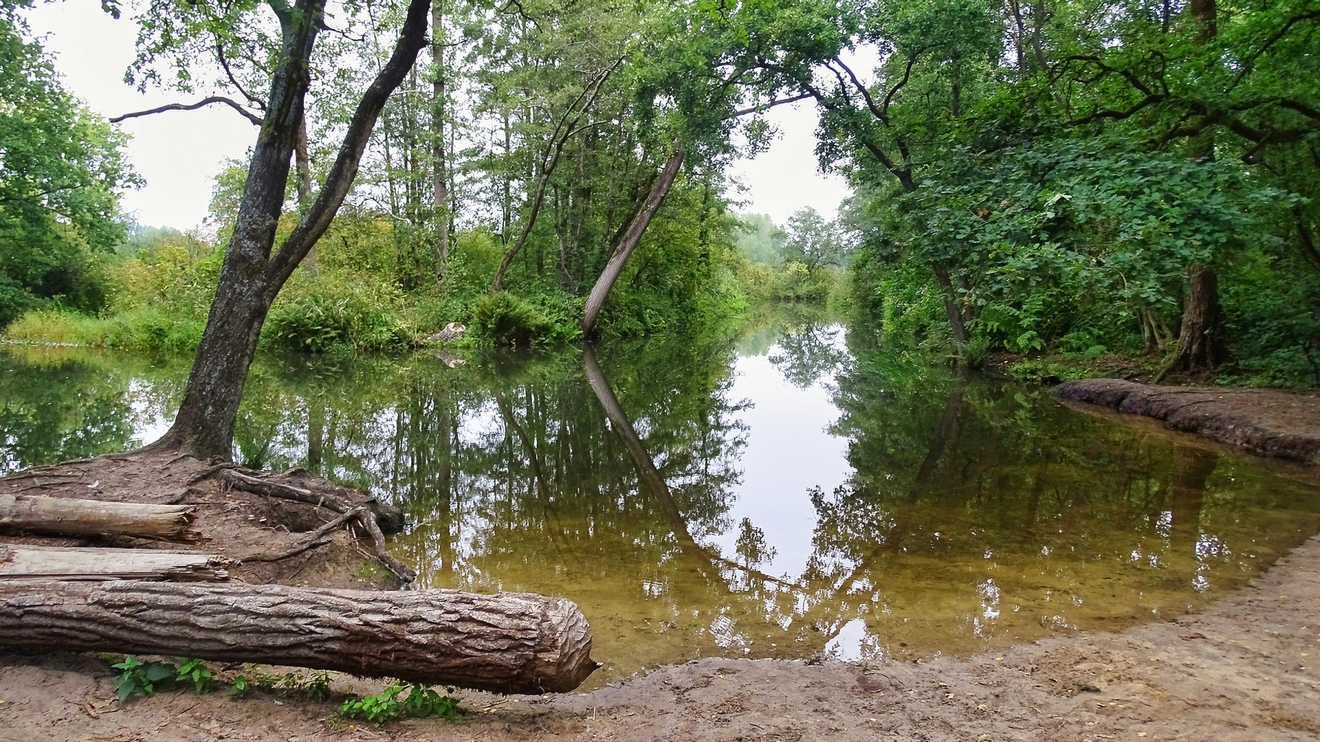 Waldspiegelung 2