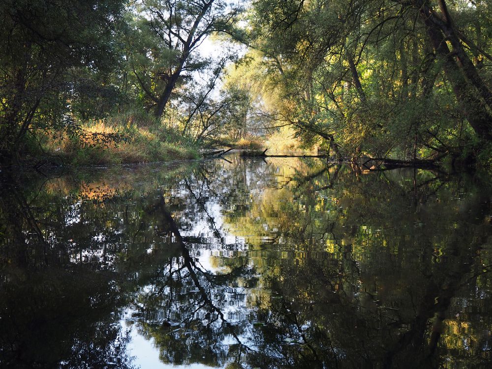 Waldspiegelung