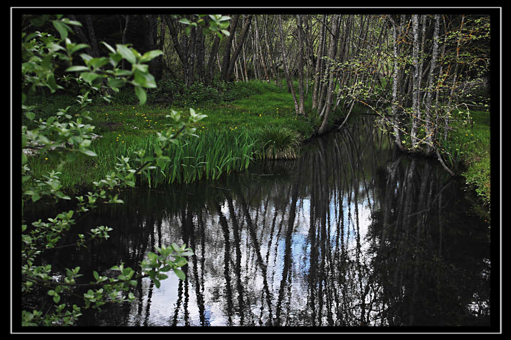 Waldspiegelung