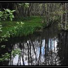 Waldspiegelung