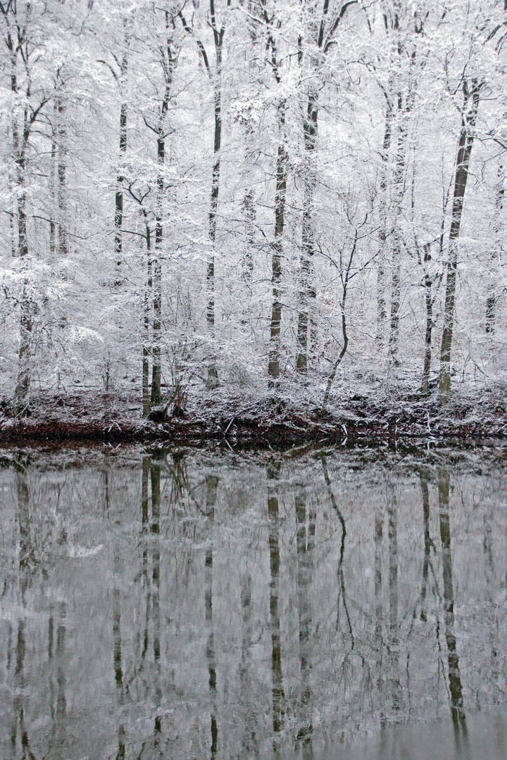 Waldspiegelung - am Kraichsee - 