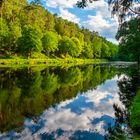 Waldspiegelung am Teich