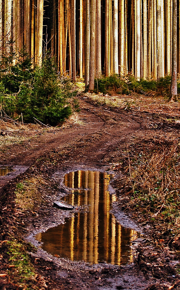 Waldspiegelung