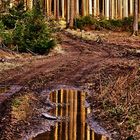Waldspiegelung