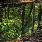 Waldspiegelung