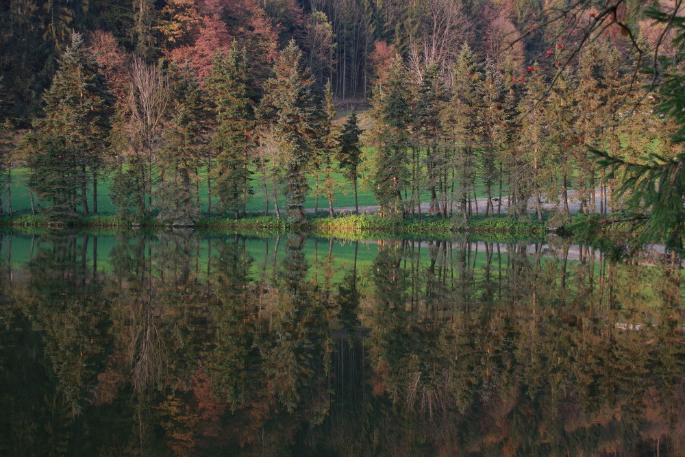 Waldspiegelung im Herbst