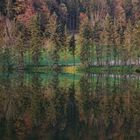 Waldspiegelung im Herbst