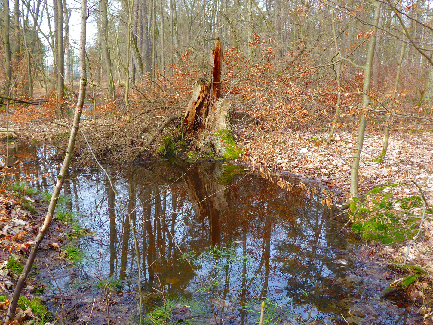 Waldspiegelungen