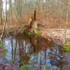 Waldspiegelungen