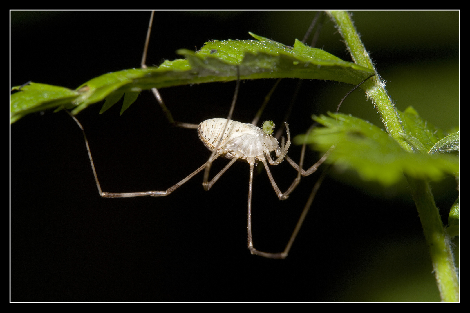 Waldspinne bei der Mahlzeit