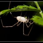 Waldspinne bei der Mahlzeit