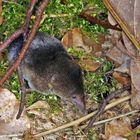 Waldspitzmaus (Sorex araneus).....