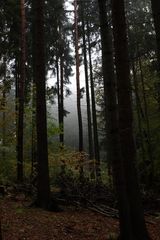 Waldspziergang im Nebel