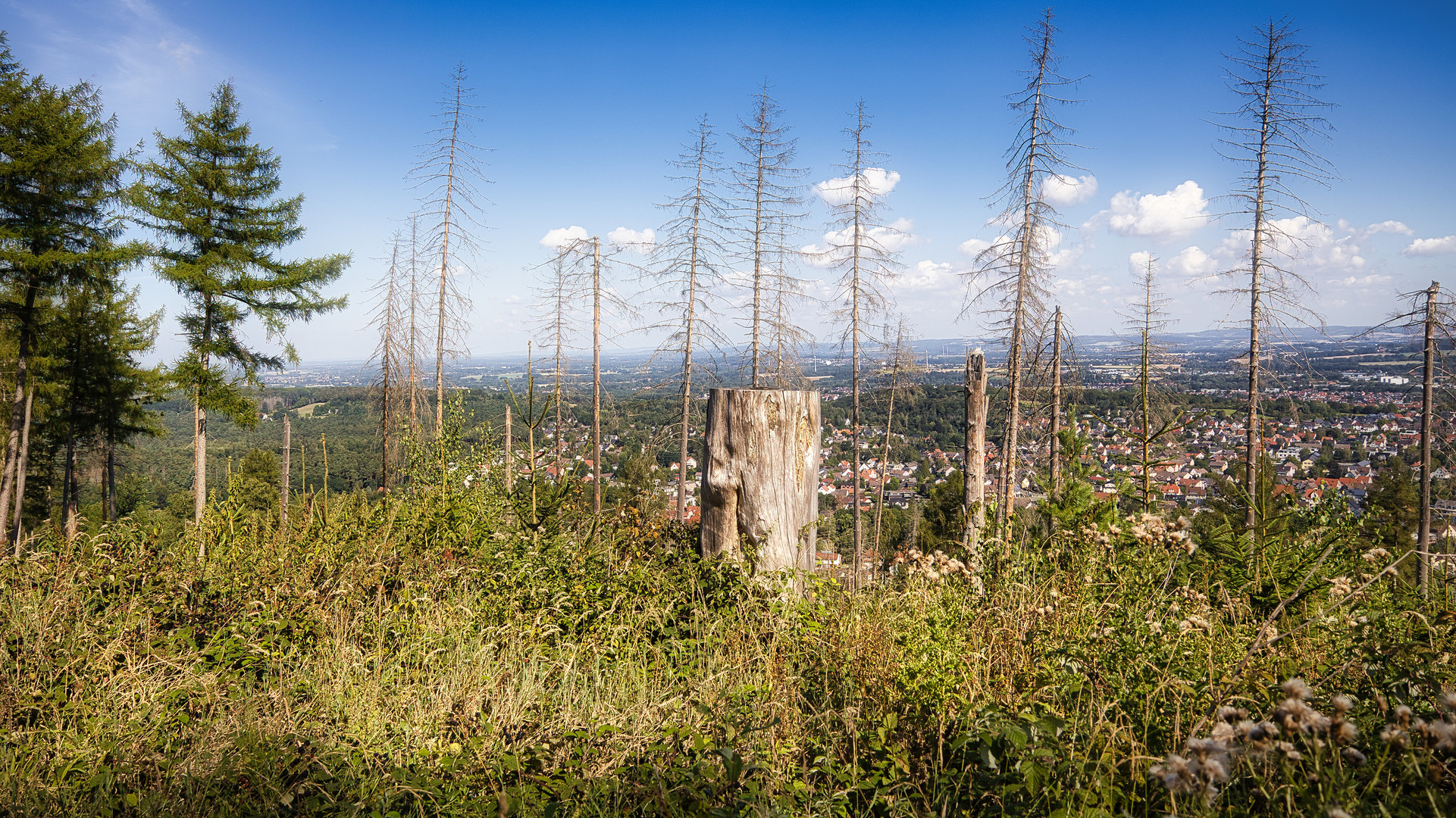 Waldsterben (01)