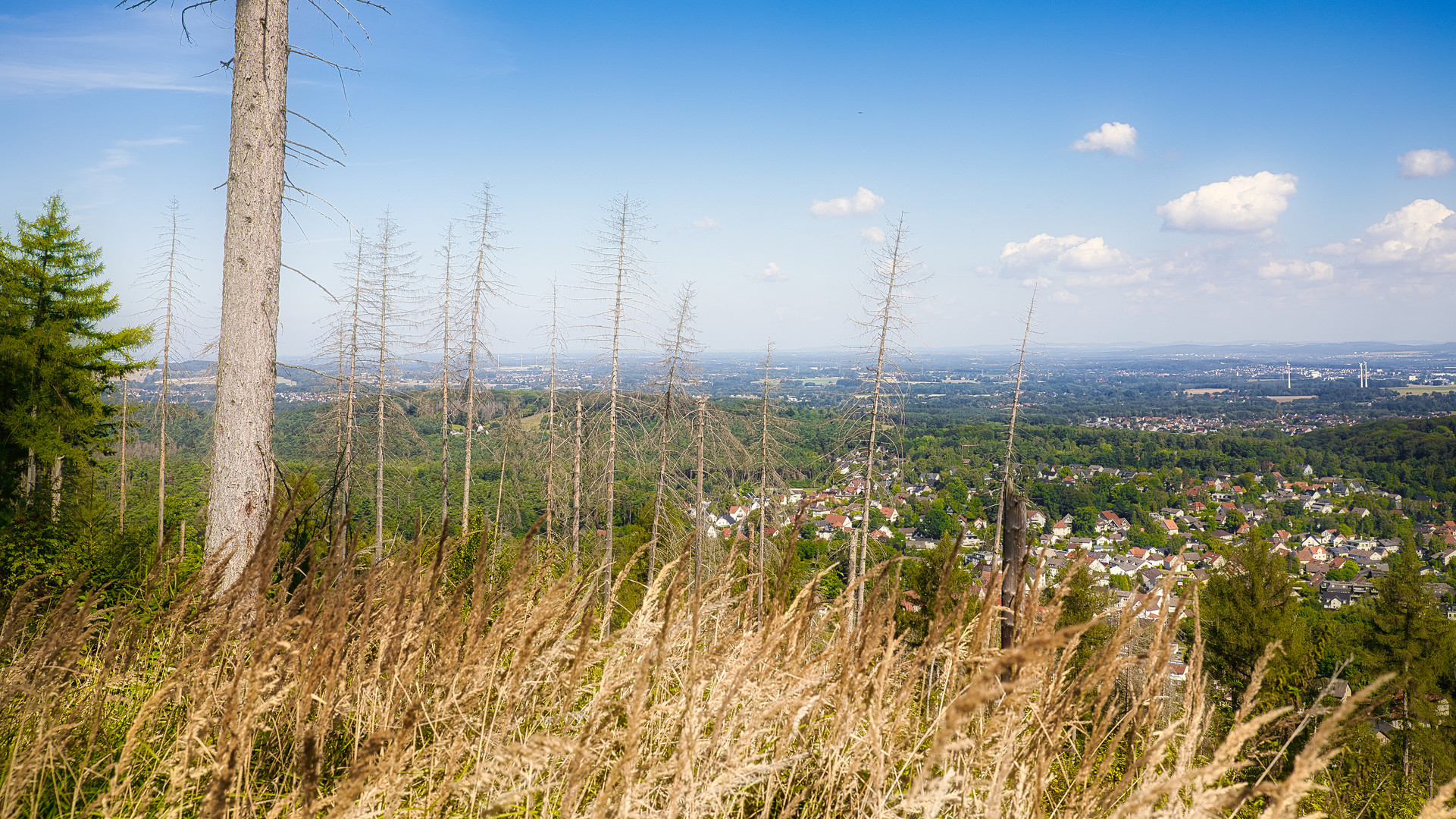 Waldsterben (02)