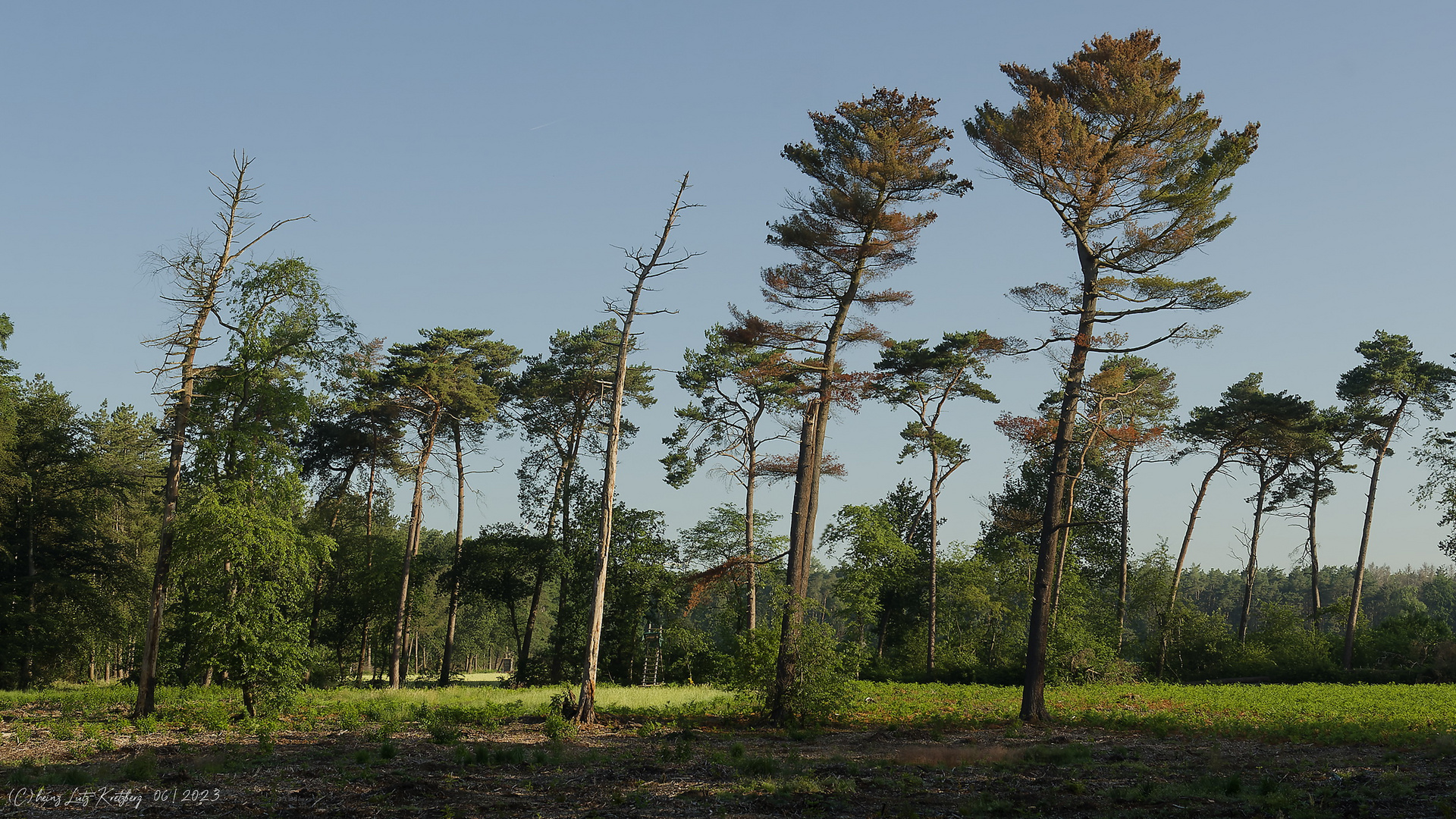 Waldsterben 