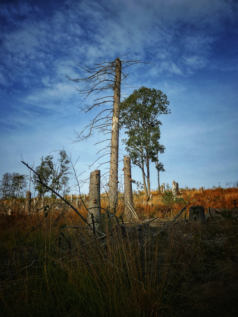 Waldsterben 