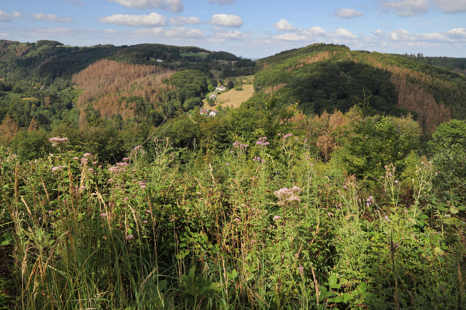 Waldsterben (2019_08_04_EOS 6D Mark II_5248_ji)