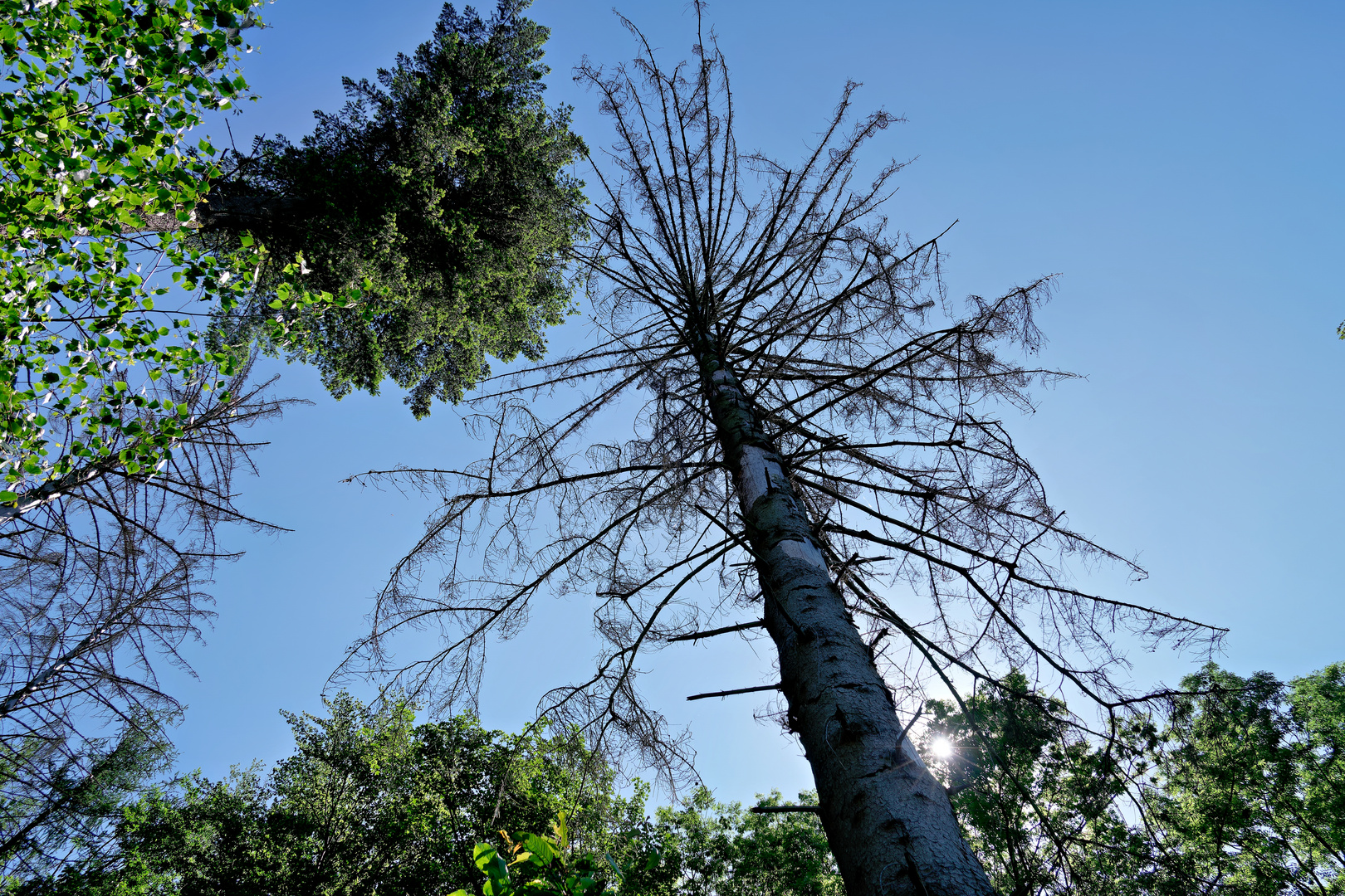 Waldsterben