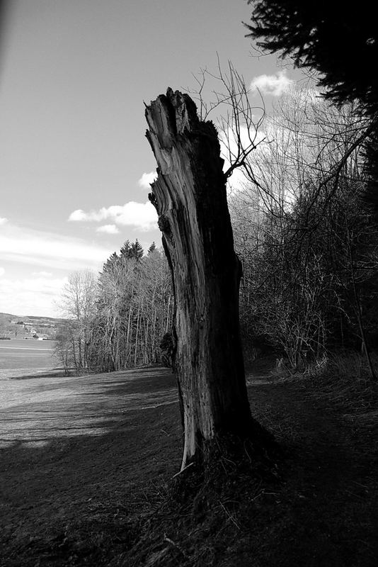 Waldsterben