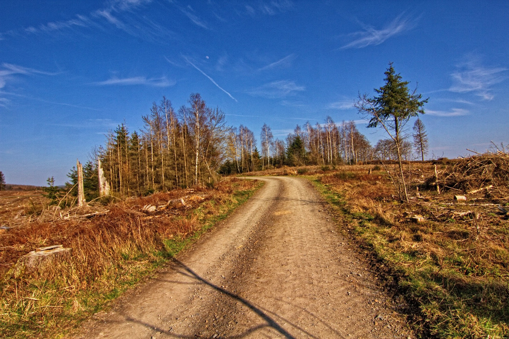 Waldsterben