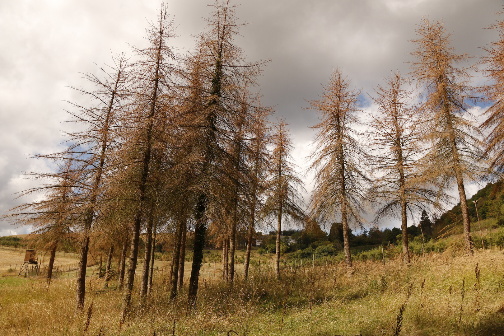 Waldsterben