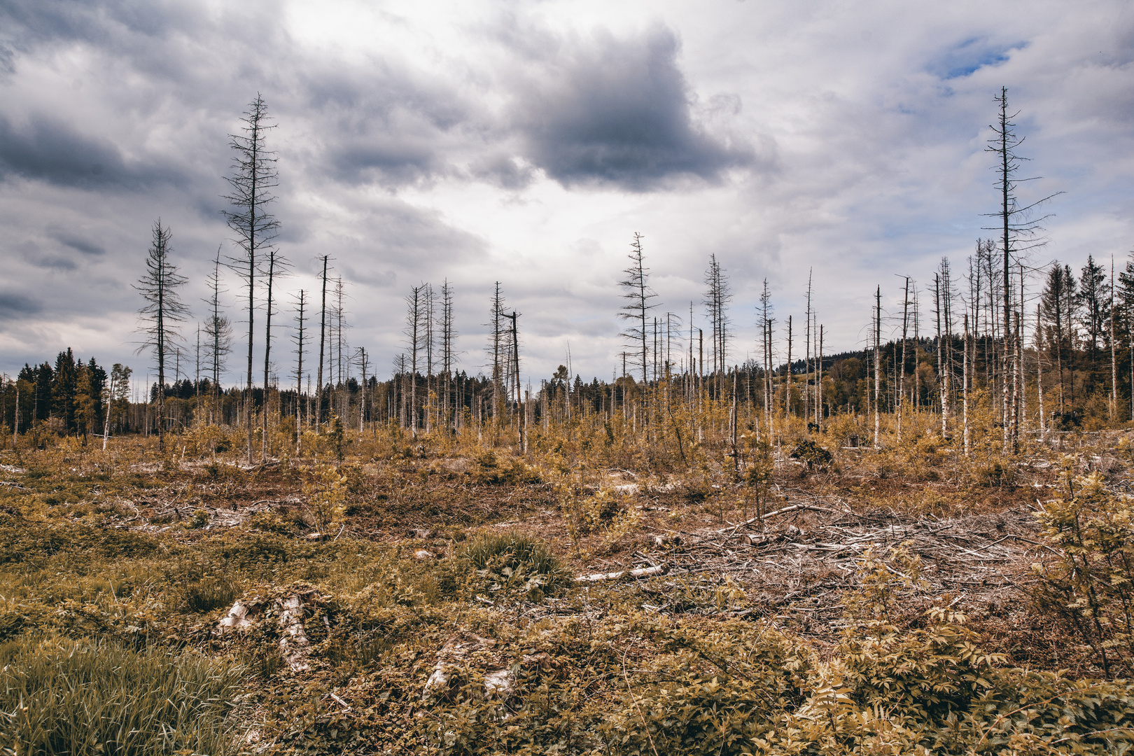 Waldsterben Foto & Bild landschaft, wald, natur Bilder auf