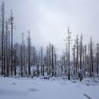 Waldsterben am Brocken