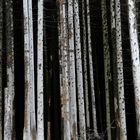 Waldsterben am Brocken