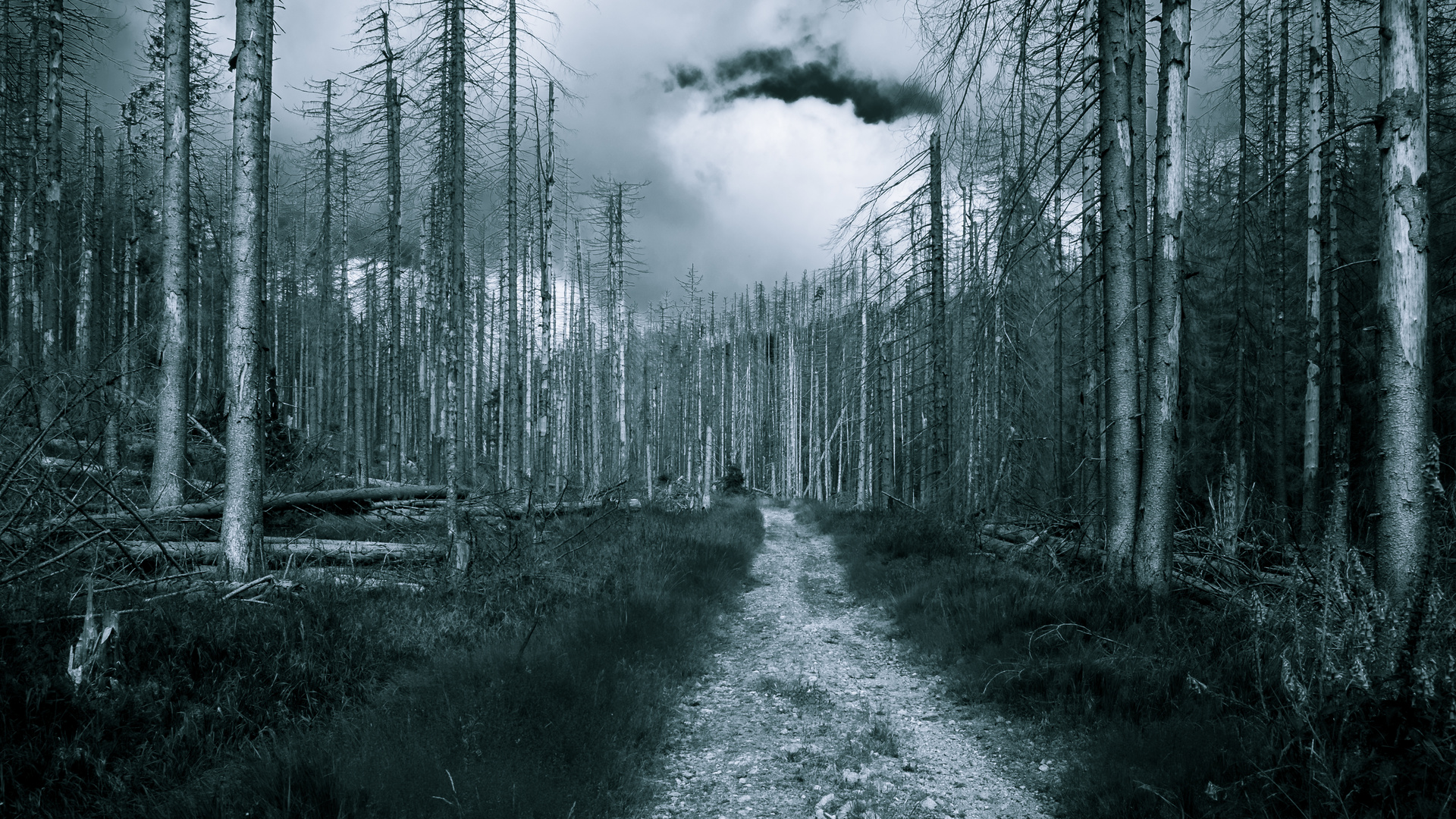 "Waldsterben am Brocken/Harz"